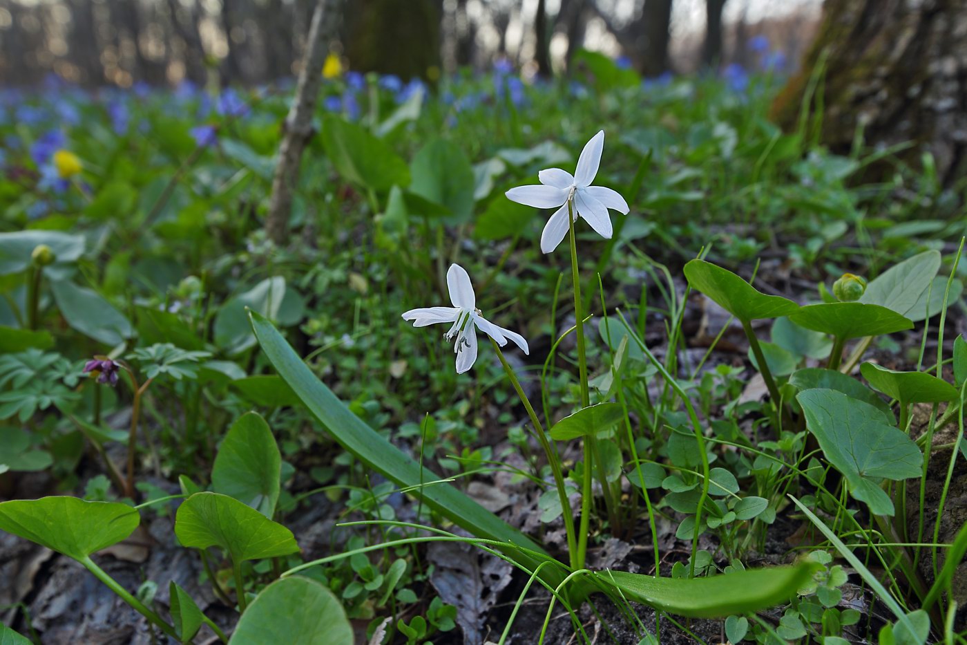 Изображение особи Scilla siberica.