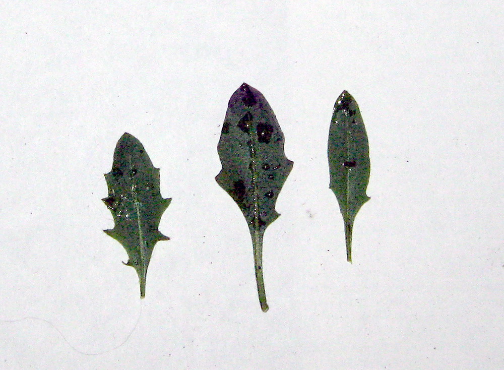 Image of Arabidopsis arenosa specimen.