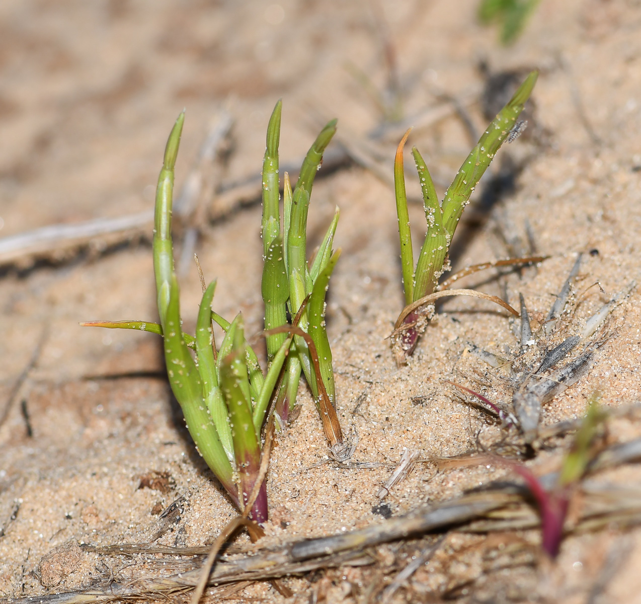 Image of Parapholis marginata specimen.