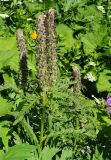 Pedicularis atropurpurea