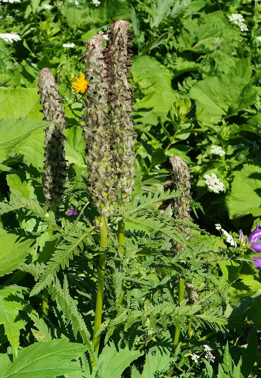 Изображение особи Pedicularis atropurpurea.