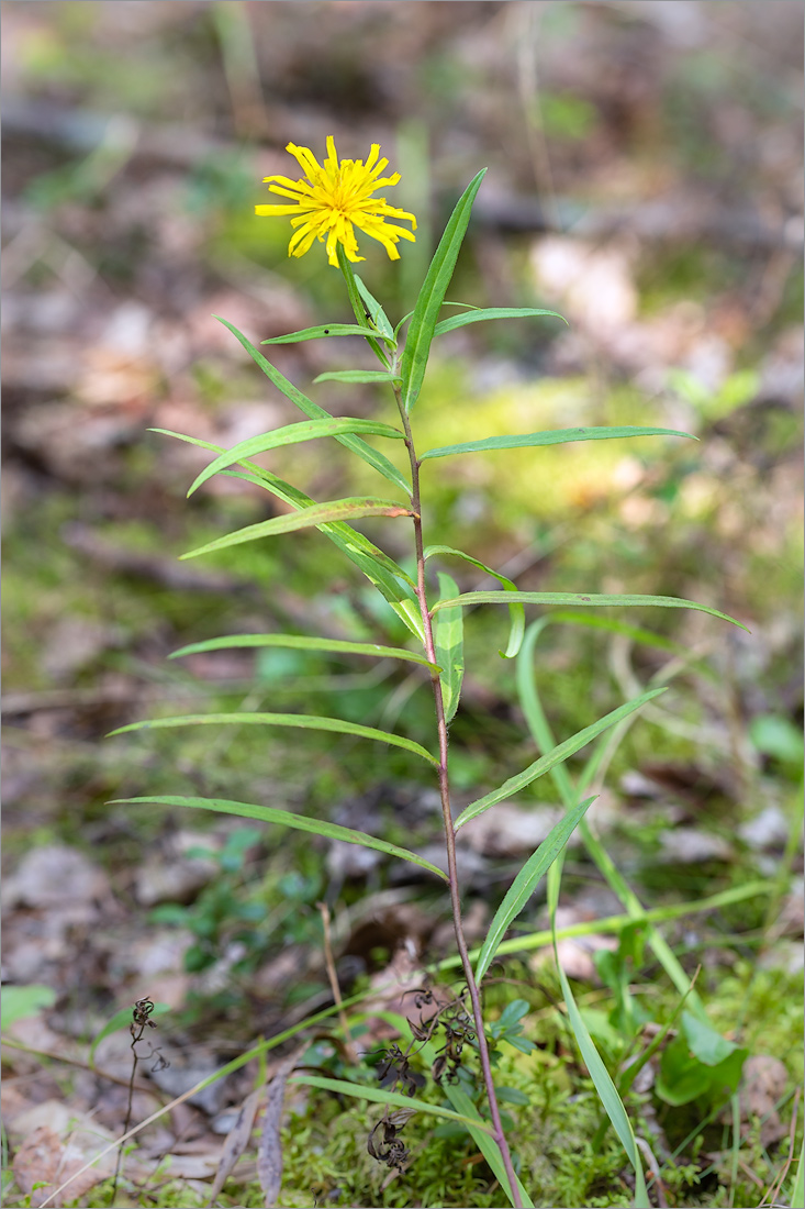 Image of Hieracium filifolium specimen.