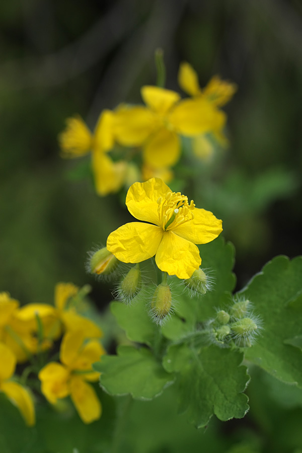 Image of Chelidonium majus specimen.