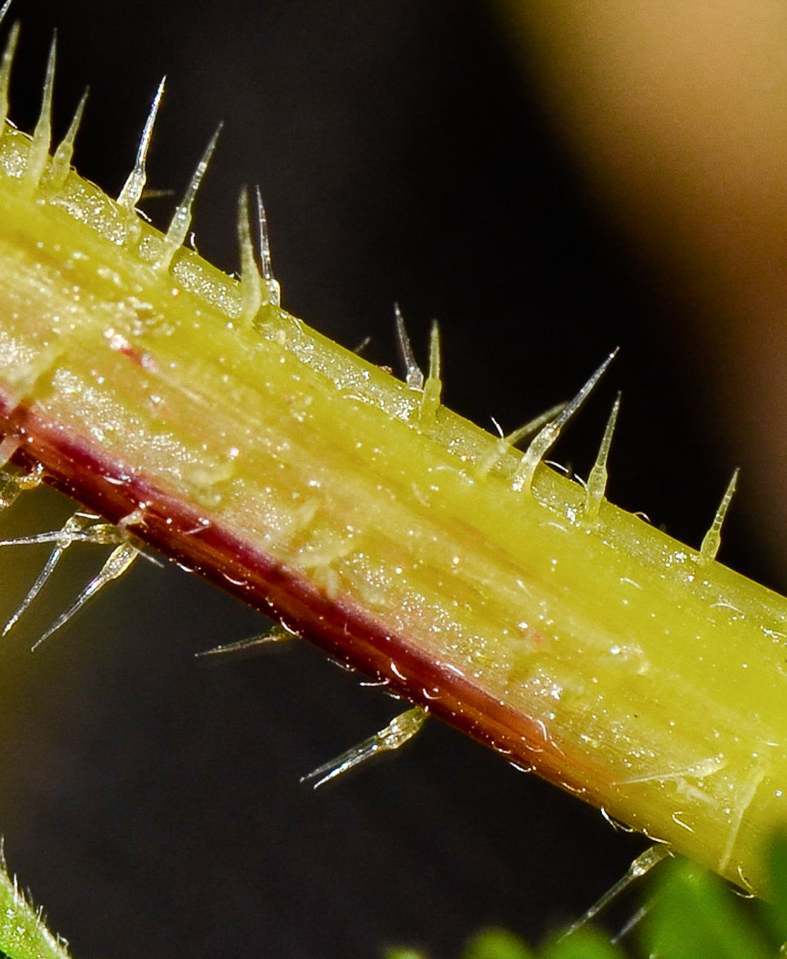 Image of Urtica membranacea specimen.