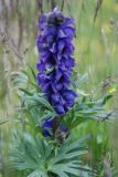 род Aconitum