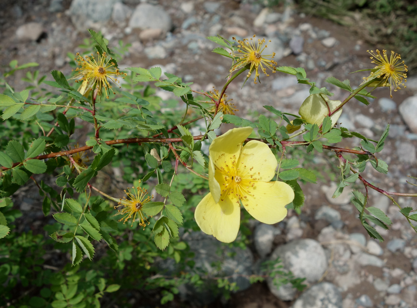 Image of Rosa platyacantha specimen.