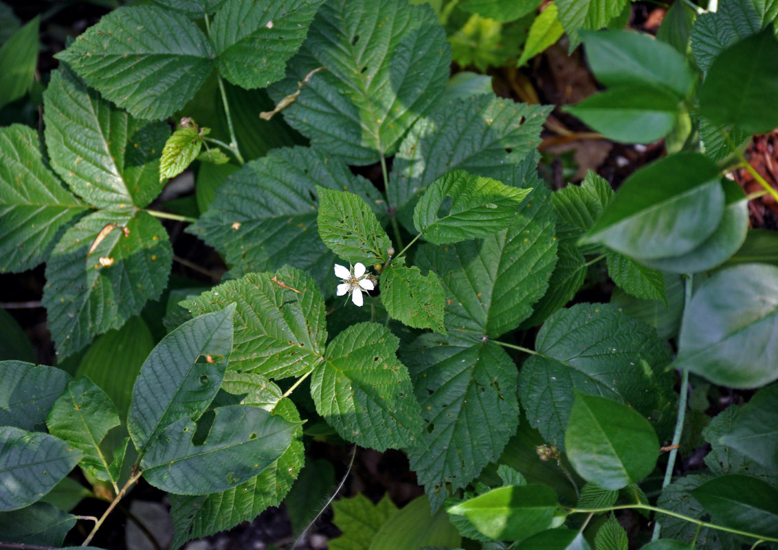 Изображение особи Rubus caesius.