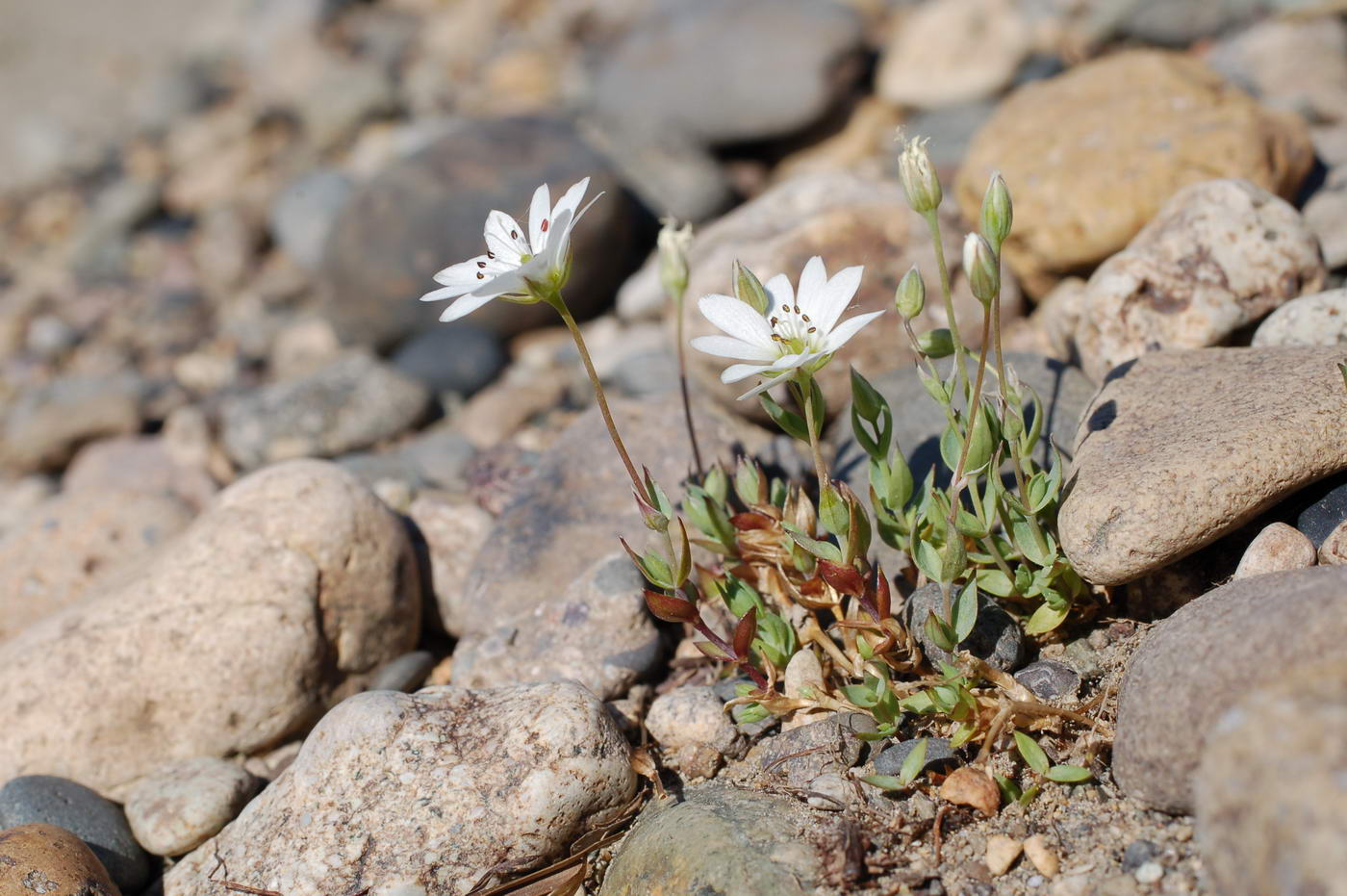 Image of Stellaria monantha specimen.