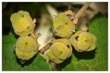 Hamamelis virginiana