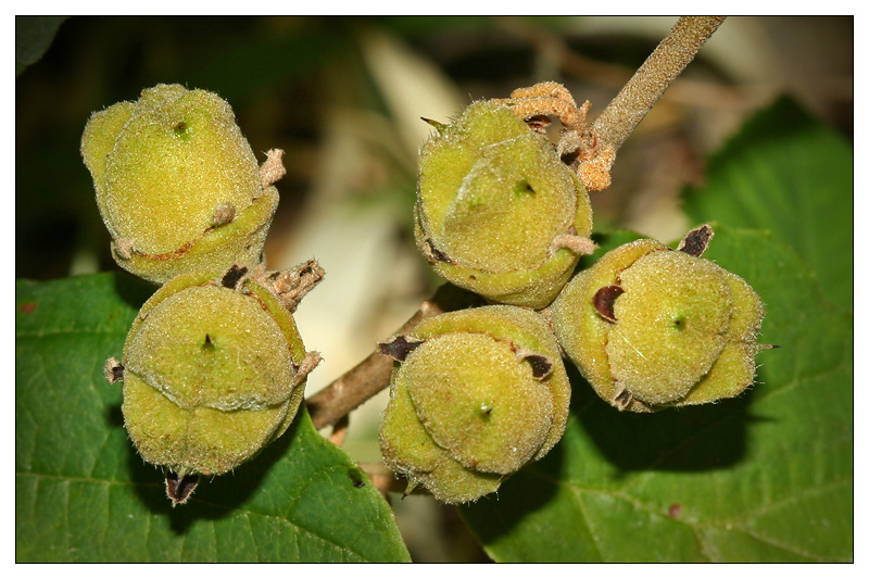 Image of Hamamelis virginiana specimen.