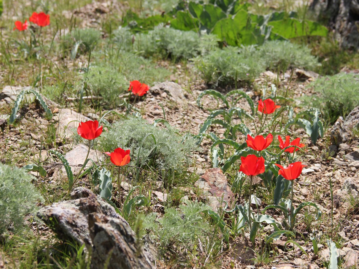 Image of Tulipa korolkowii specimen.