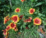 Gaillardia × grandiflora. Цветущее и плодоносящее растение. Тверская обл., Весьегонск, в культуре. 25 августа 2019 г.