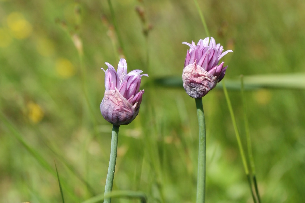 Image of Allium schoenoprasum specimen.