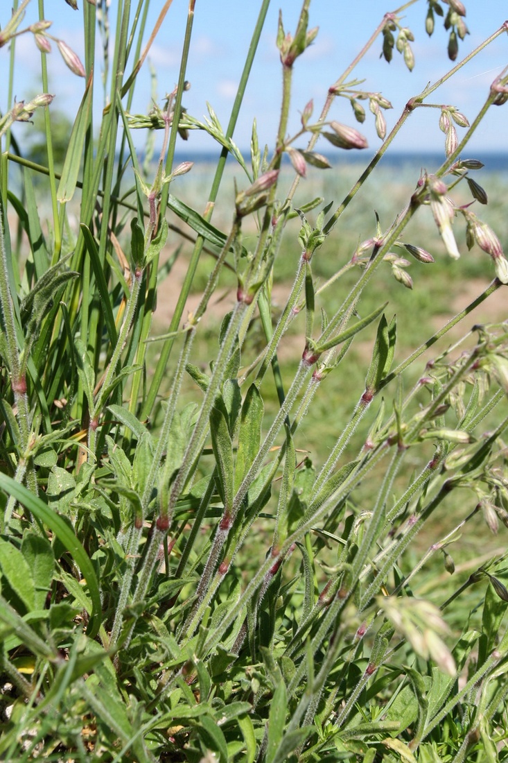 Изображение особи Silene nutans.