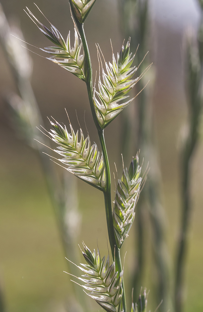 Image of Lolium multiflorum specimen.