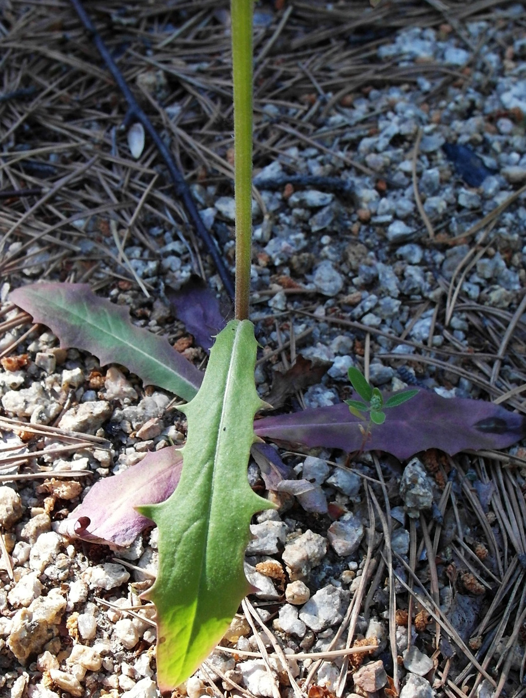 Image of Crepis tectorum specimen.