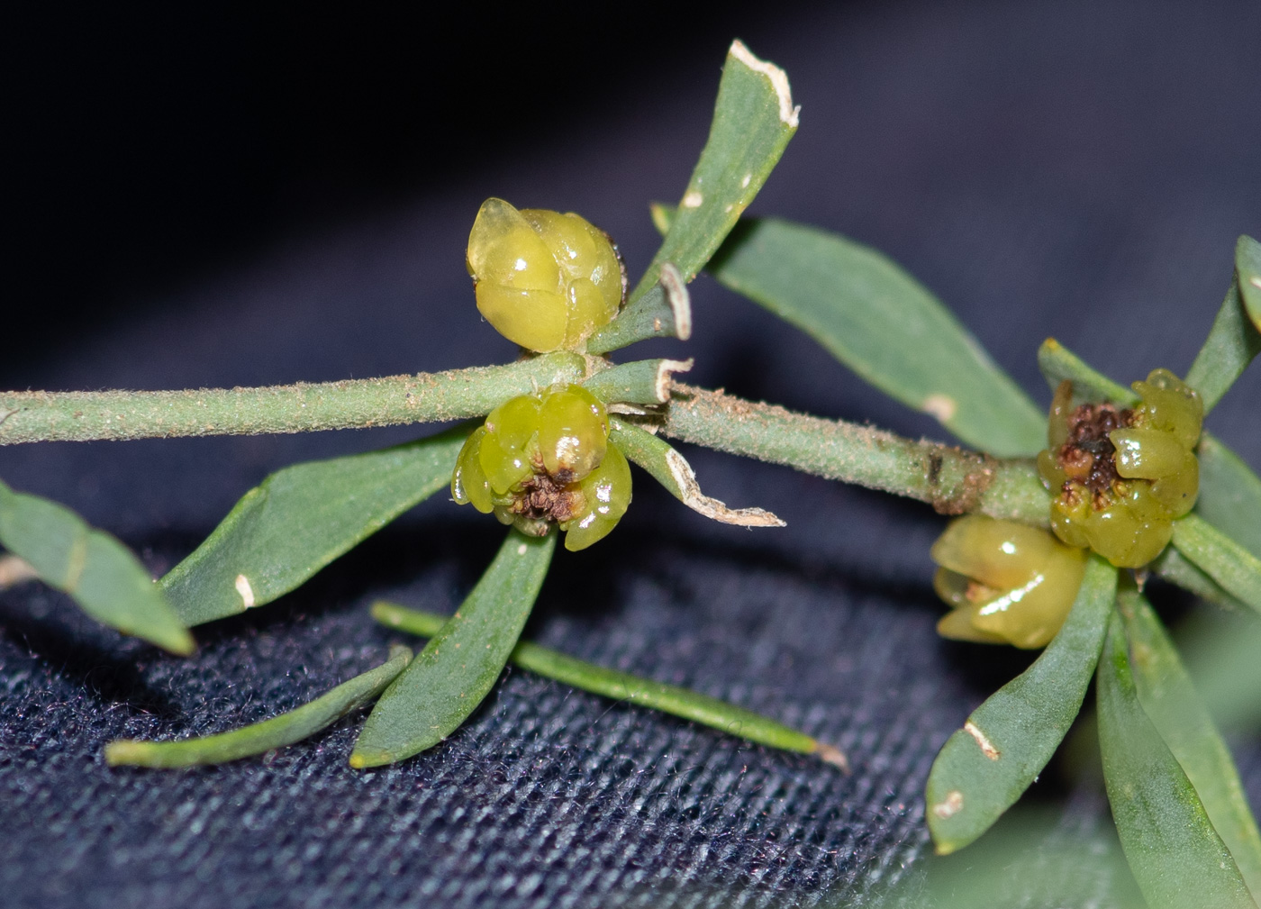 Image of Pollichia campestris specimen.