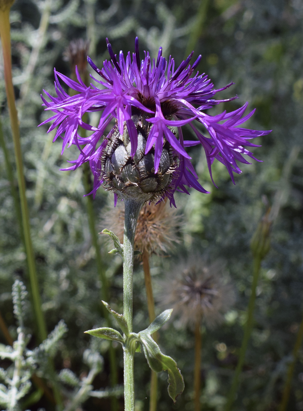 Изображение особи Centaurea cephalariifolia.