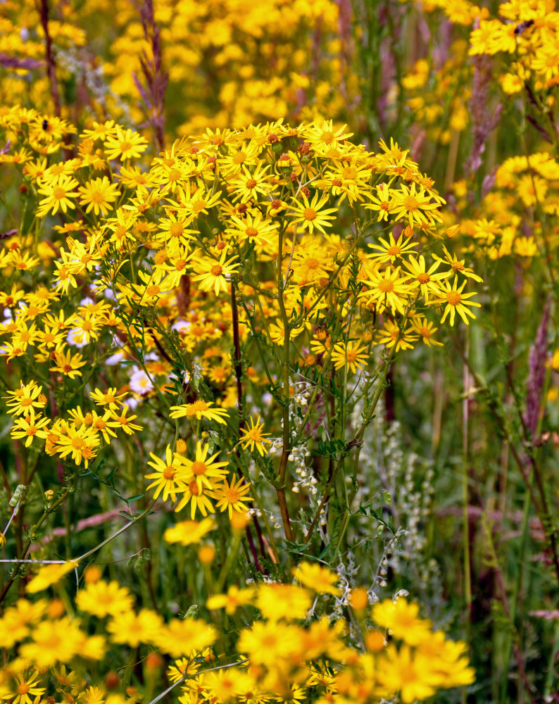 Изображение особи Senecio jacobaea.