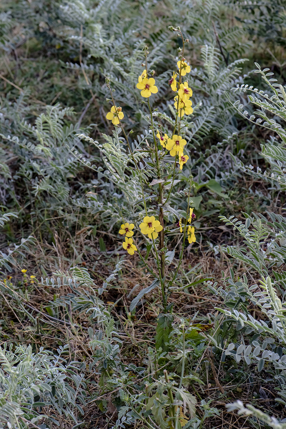 Image of Verbascum blattaria specimen.