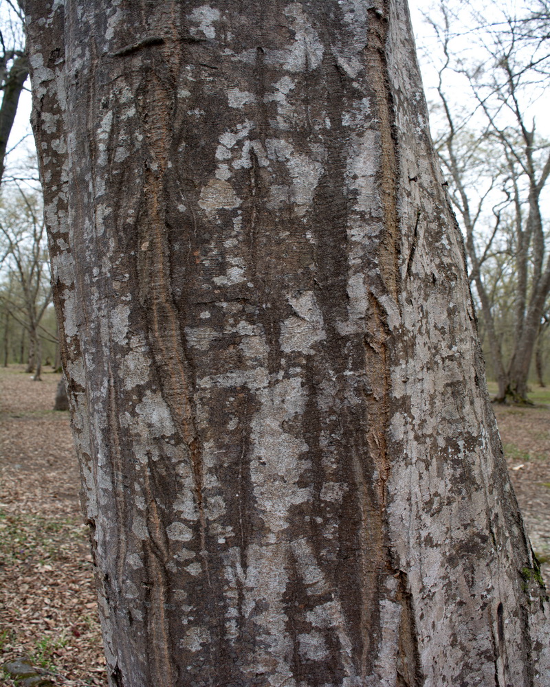 Image of Alnus incana specimen.