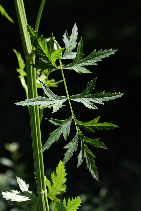 Image of Pastinaca sativa specimen.