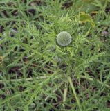 Echinops ruthenicus. Листья и развивающееся соцветие. Пермский край, Кунгурский р-н, окр. с. Плехановское, окр. ур. Мысы, разнотравный луг. 19.06.2021.