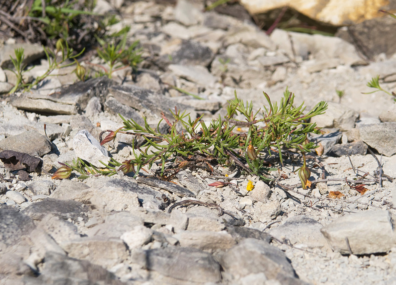 Изображение особи Fumana procumbens.