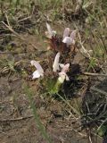Pedicularis sylvatica. Цветущее растение. Нидерланды, провинция Drenthe, национальный парк Drentsche Aa, заказник Eexterveld, вересковая пустошь. 31 мая 2008 г.