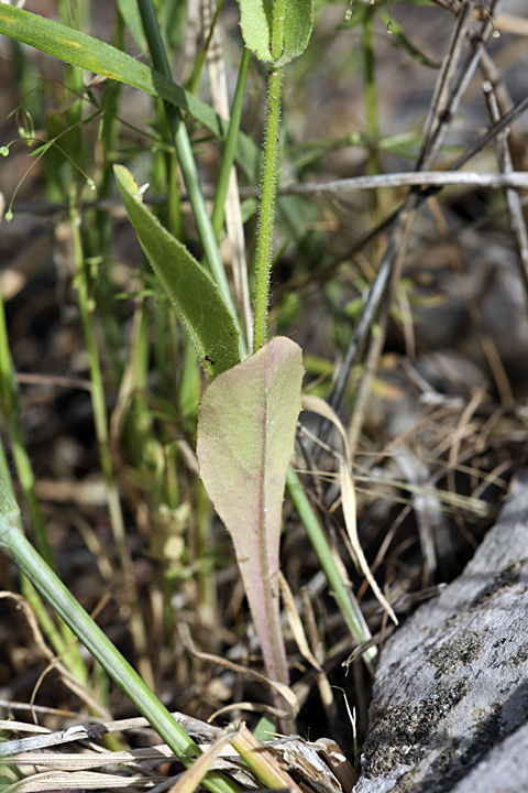 Image of Crepis pulchra ssp. turkestanica specimen.