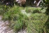 Carex vulpinoidea