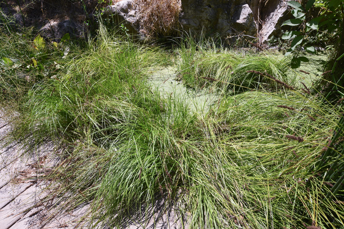 Image of Carex vulpinoidea specimen.