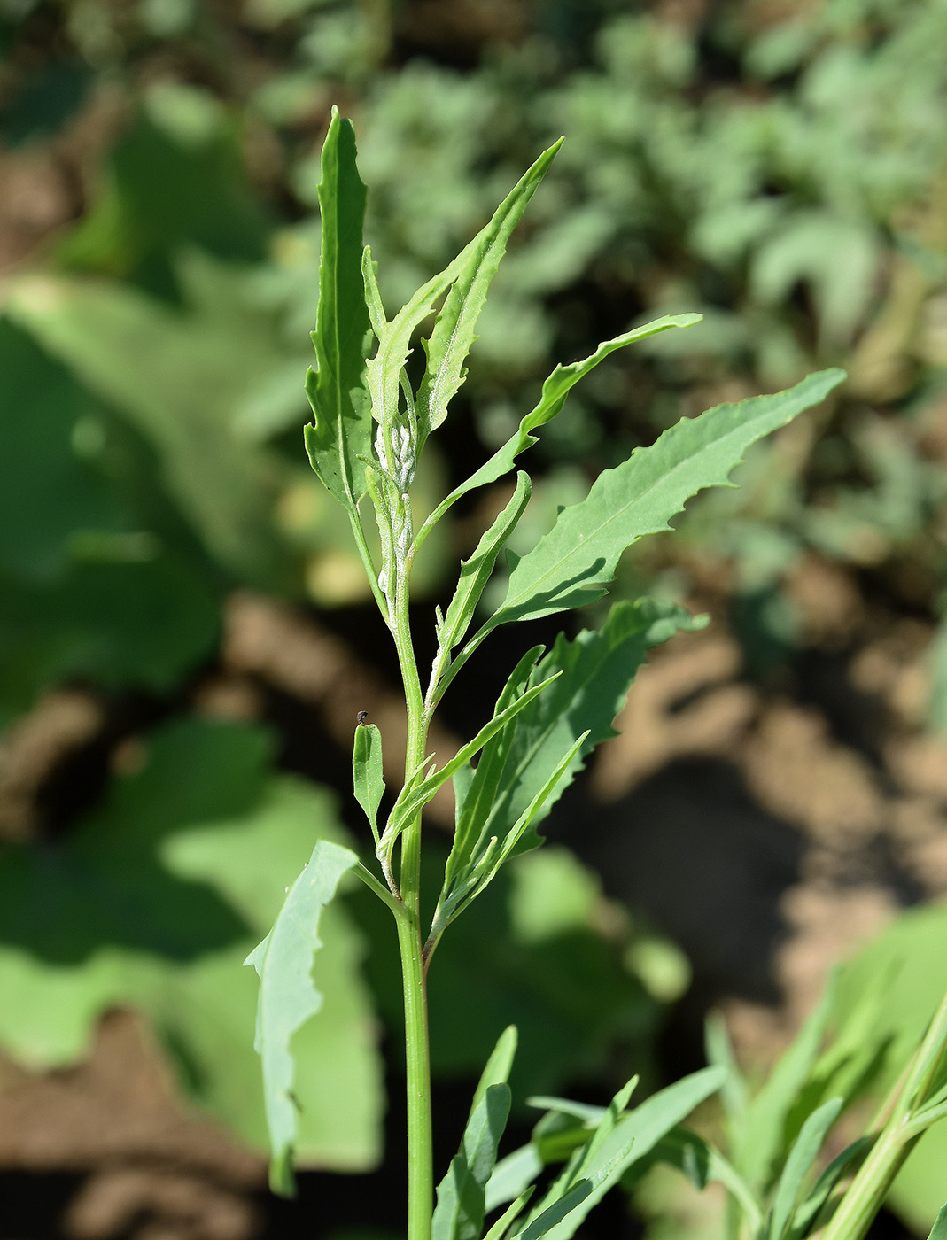 Image of genus Atriplex specimen.