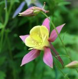 Aquilegia coerulea. Цветок и бутон. Коми, окр. г. Сыктывкар, пос. Максаковка, дачный участок. 05.07.2019.