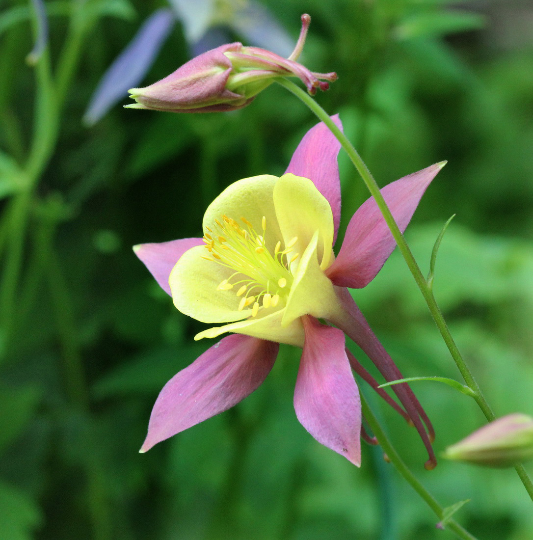 Image of Aquilegia coerulea specimen.