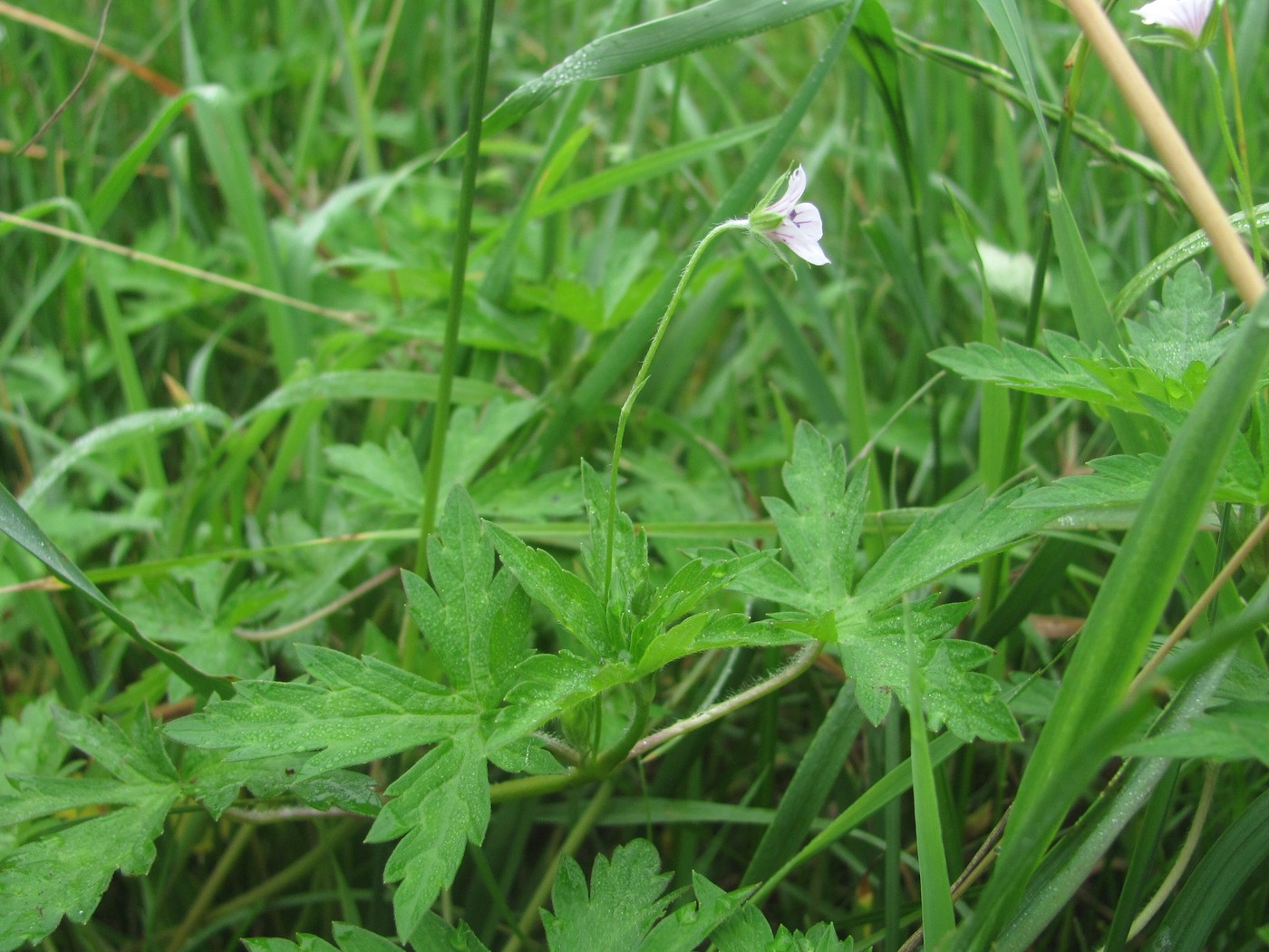 Image of Geranium sibiricum specimen.