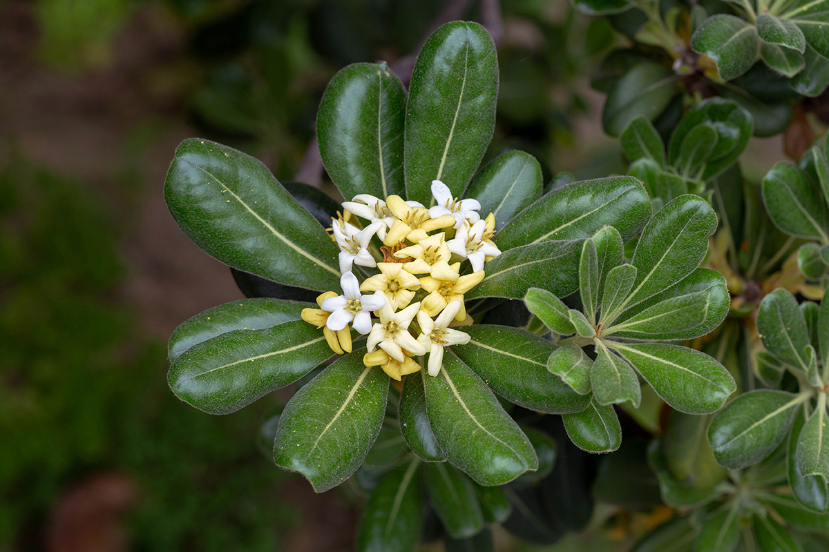 Image of Pittosporum tobira specimen.