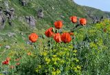 род Papaver. Верхушки цветущих растений. Армения, обл. Арагацотн, гора Арагац, ущелье р. Аркашен, окр. крепости Амберд, ≈ 2300 м н.у.м., участок лугового склона с Euphorbia. 20.06.2022.