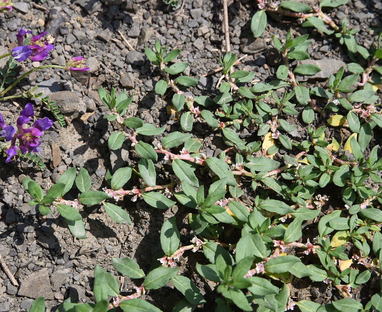 Изображение особи Polygonum alpestre.