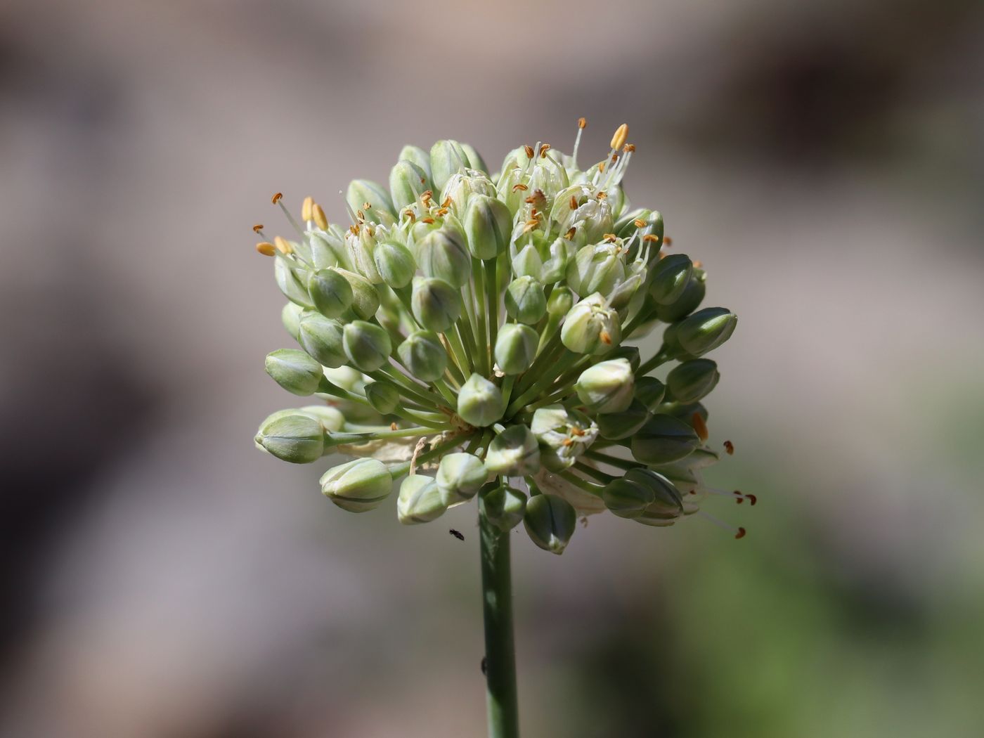 Image of Allium drobovii specimen.