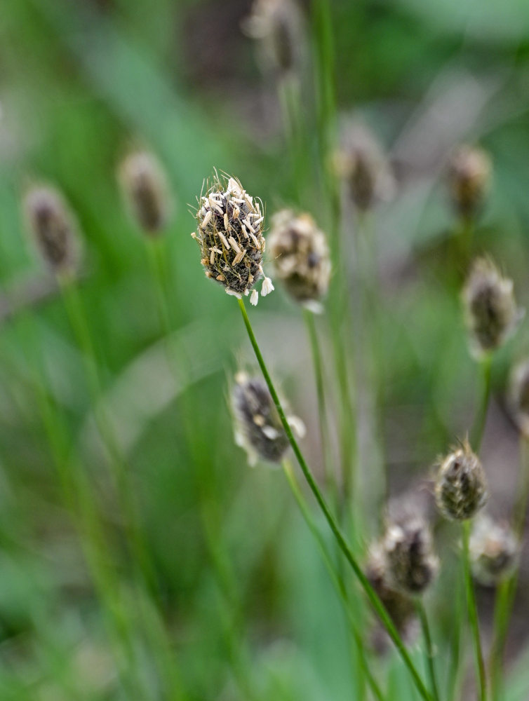 Image of genus Alopecurus specimen.