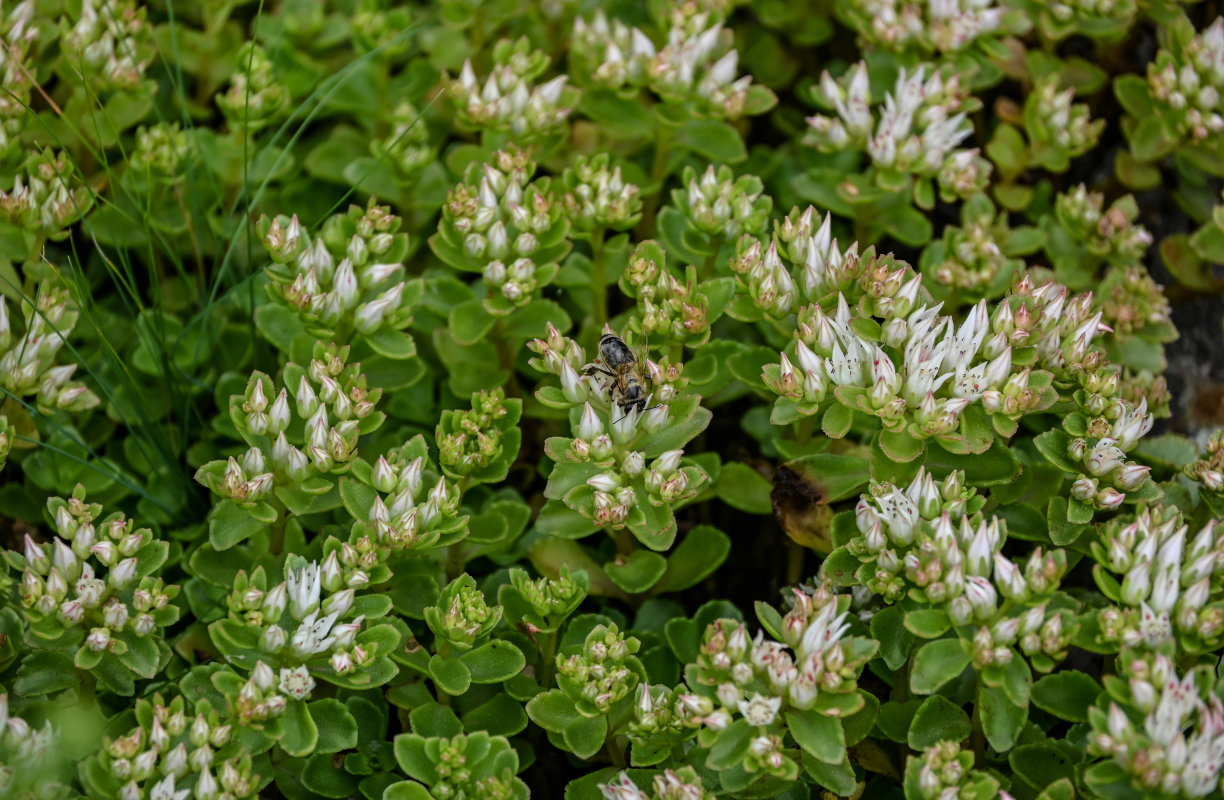 Image of Sedum oppositifolium specimen.