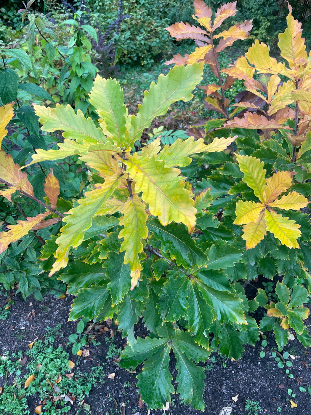 Изображение особи Quercus crispula.