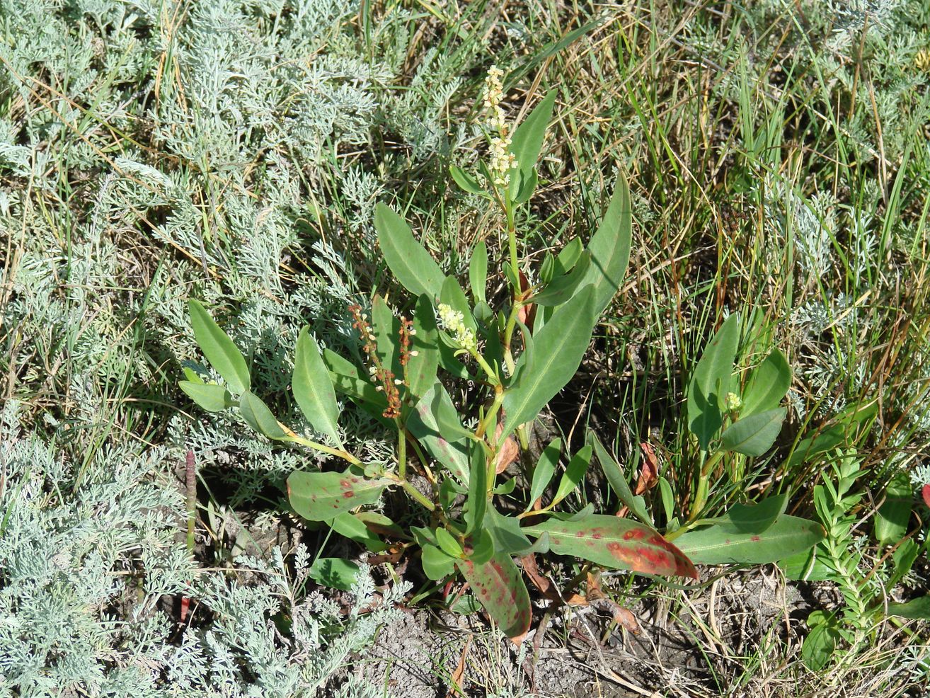 Изображение особи Knorringia sibirica.