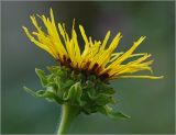 Inula helenium