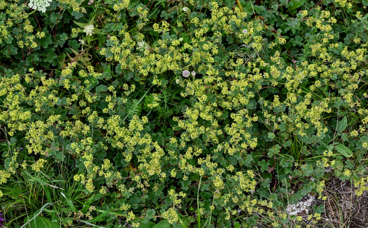 Изображение особи род Alchemilla.