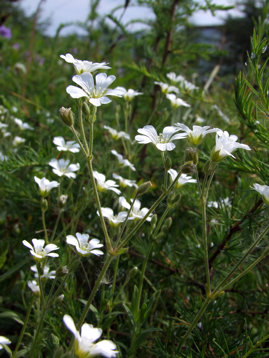 Image of Cerastium arvense specimen.