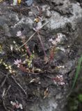 Sedum hispanicum