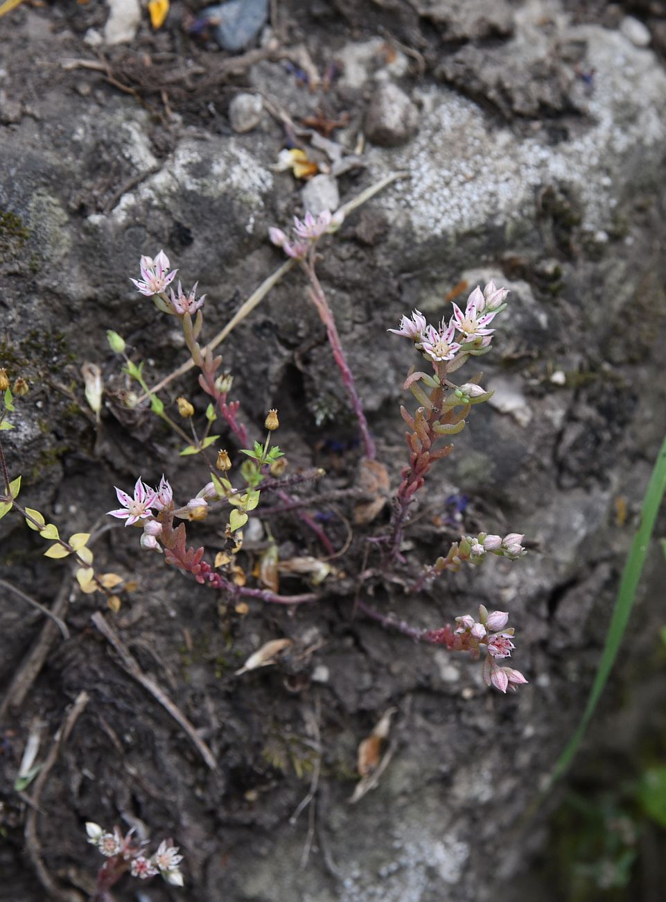 Image of Sedum hispanicum specimen.