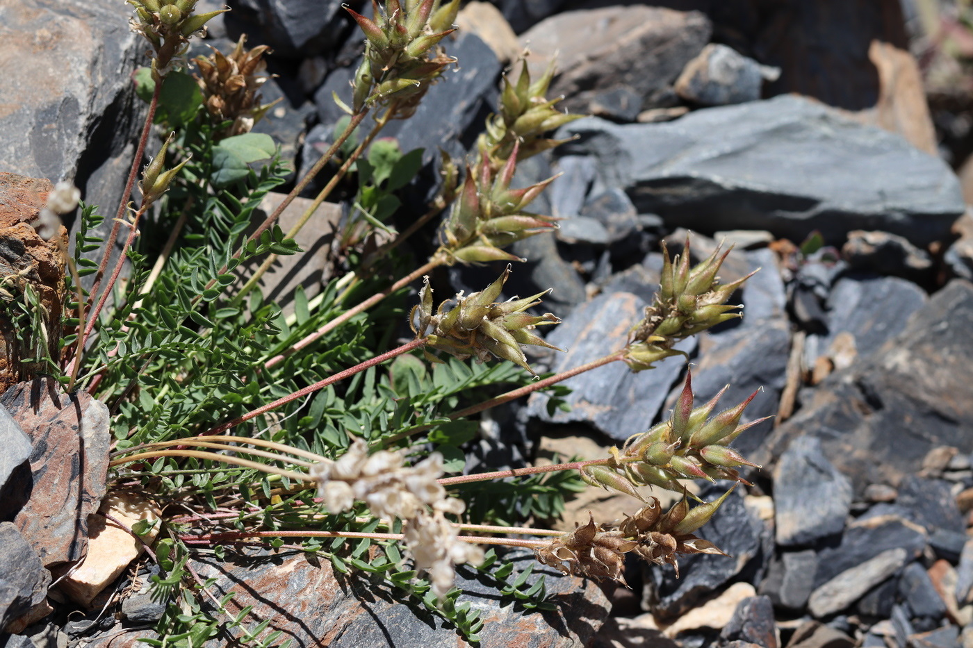 Image of Oxytropis alpina specimen.